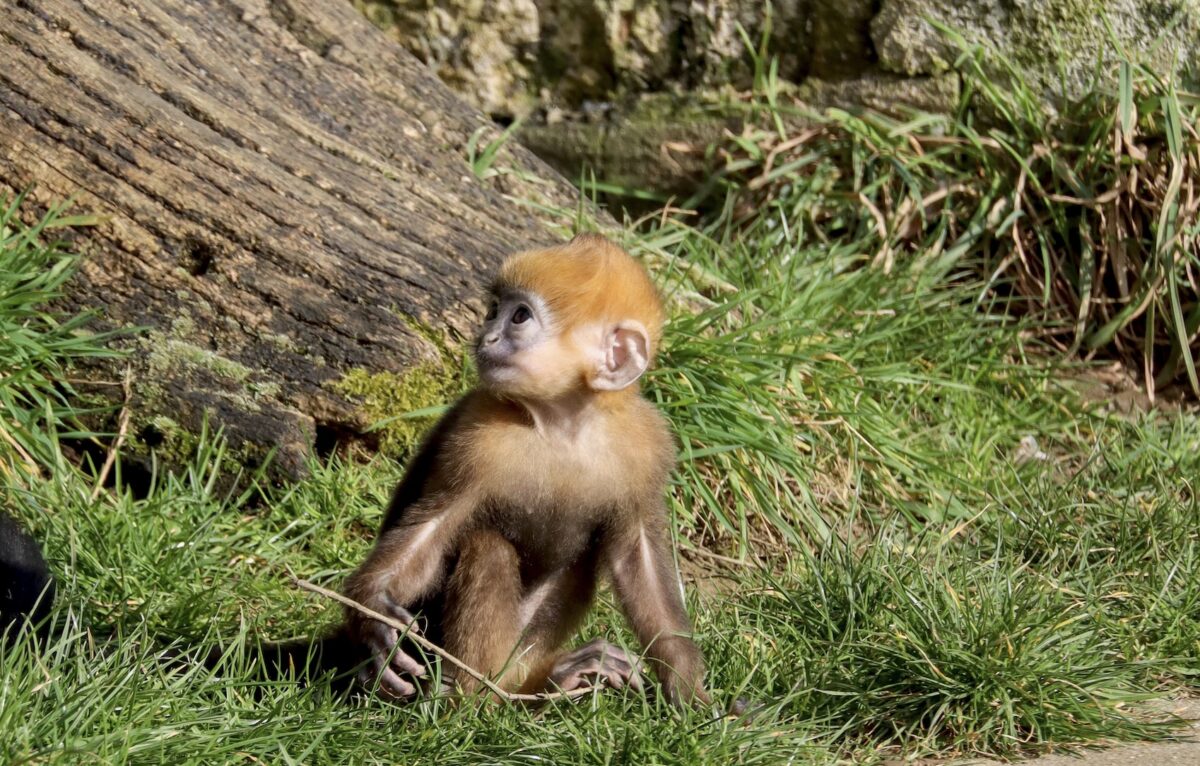 Screenshot &copy; Coraline Serrand