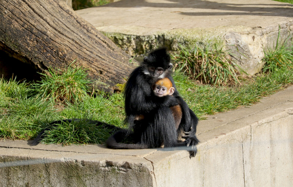  &copy; Coraline Serrand