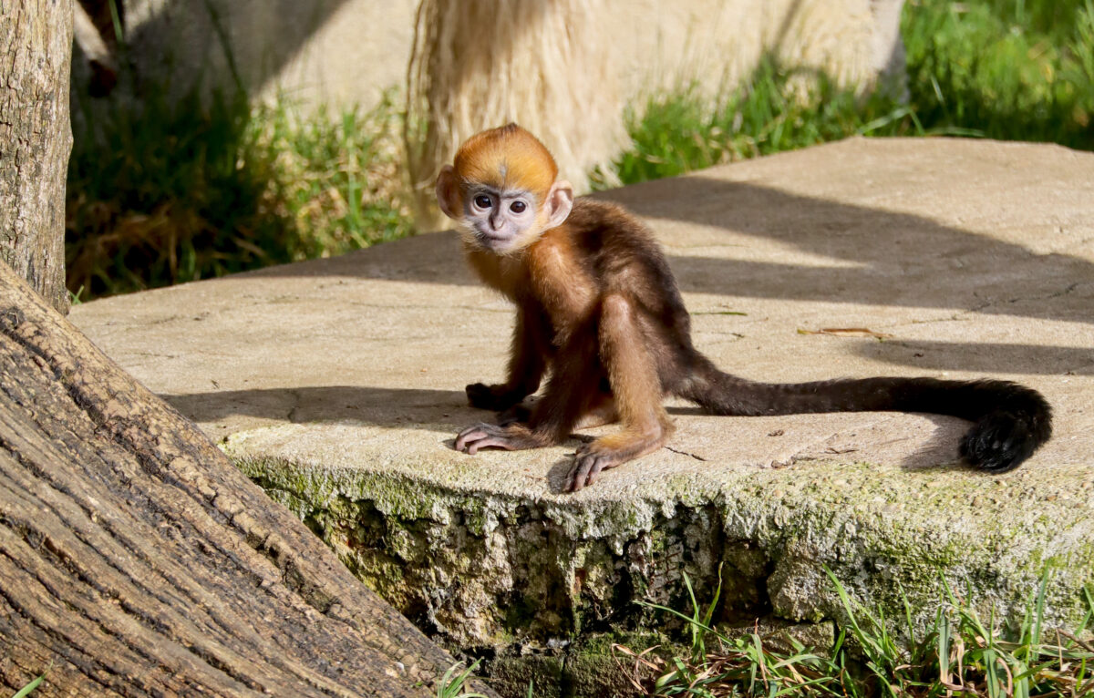  &copy; Coraline Serrand