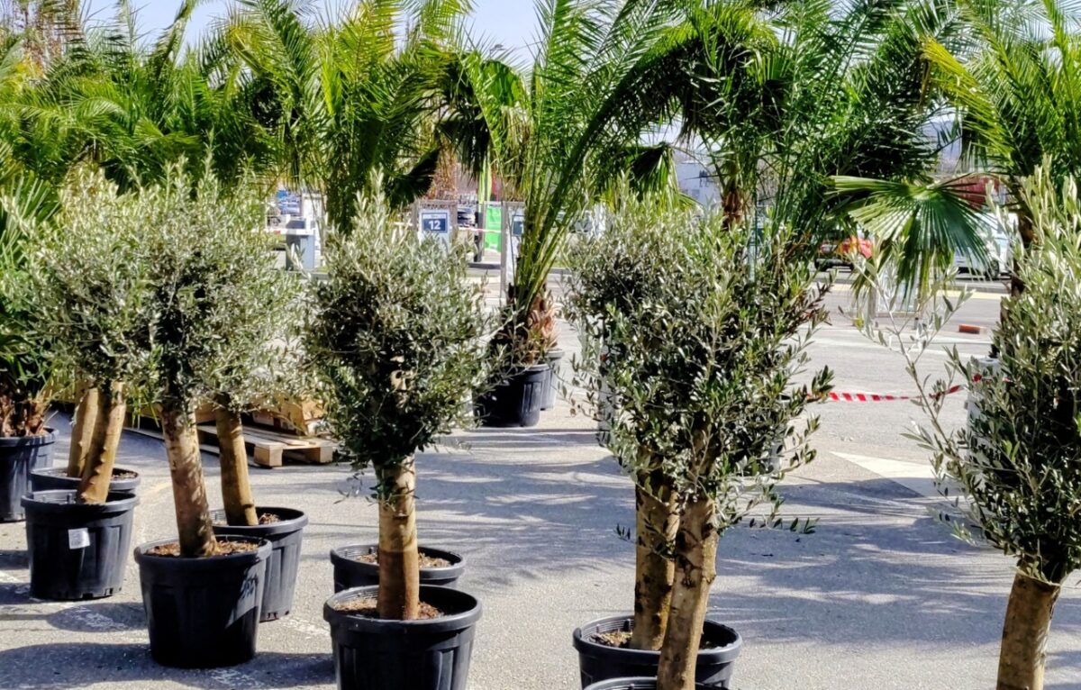 Chapiteau extérieur jardin ouvert &copy; Leroy Merlin