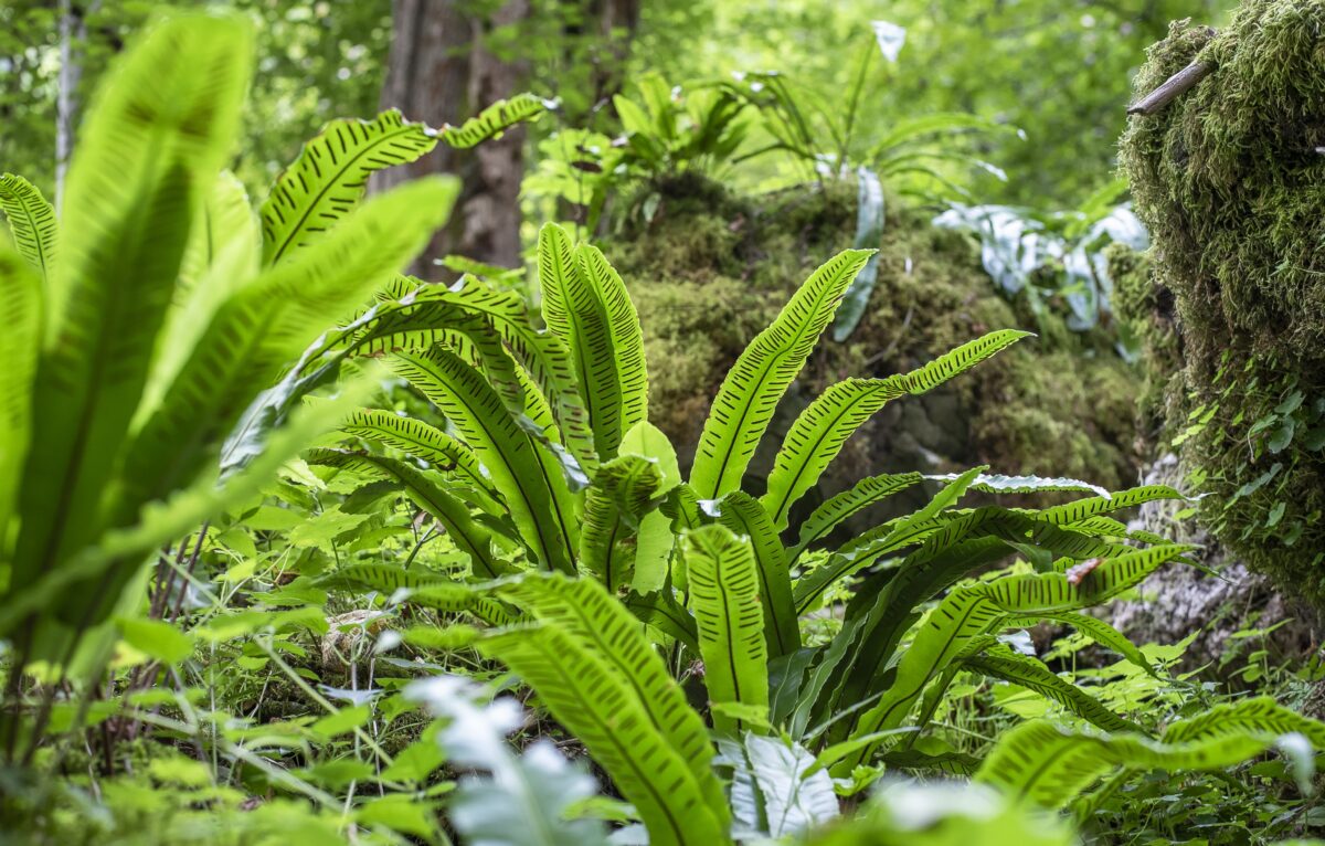  &copy; Nicolas Pettini