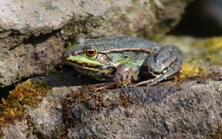 grenouille &copy; Nennieinszweidrei