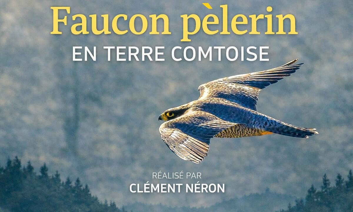  &copy; Clément Néron