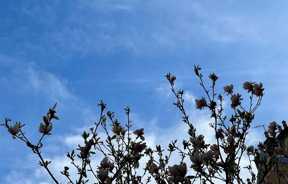  &copy; Alexane Alfaro