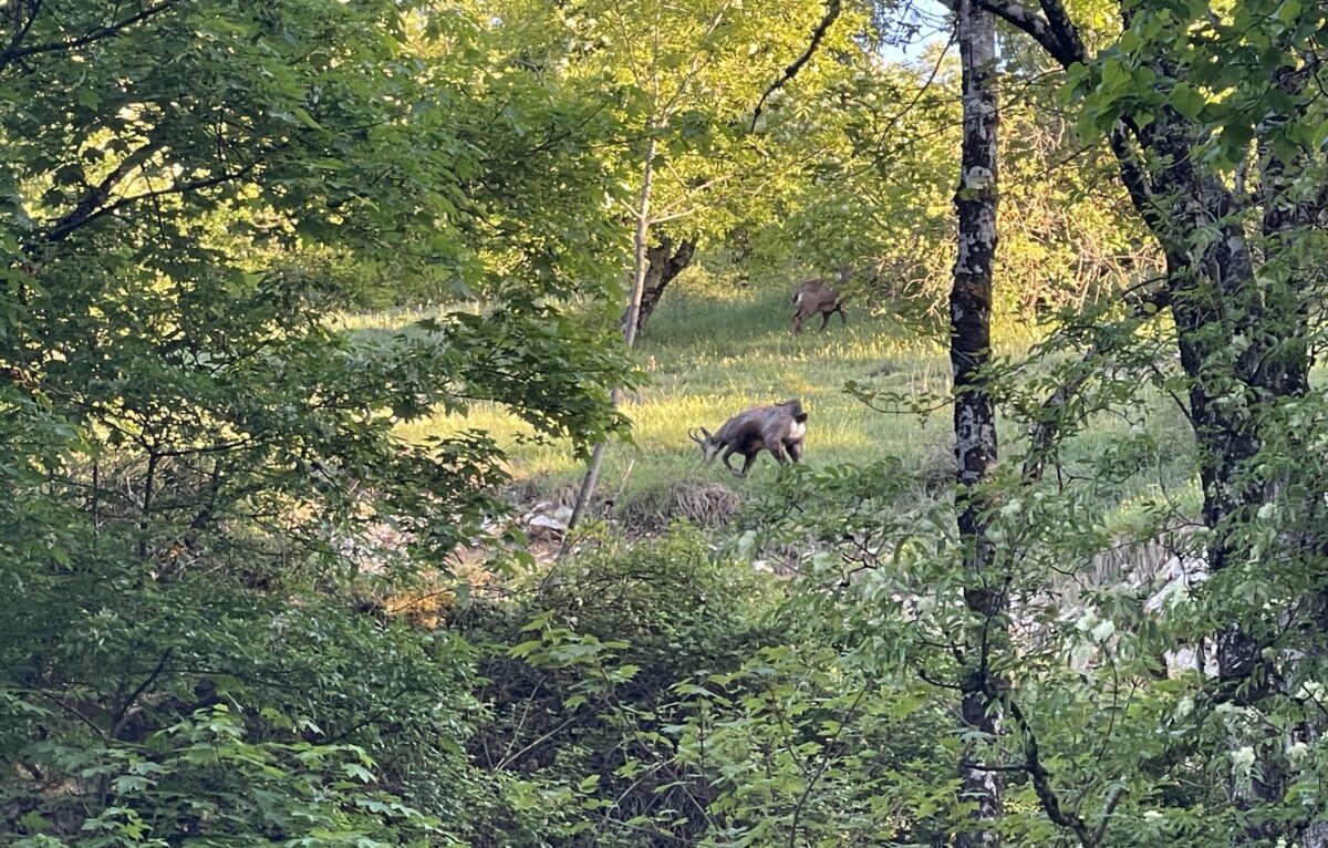  &copy; Alexane Alfaro