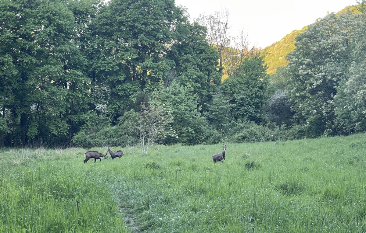  &copy; Alexane Alfaro