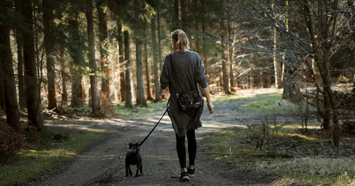 Promenades en forêt : les chiens doivent être tenus en laisse jusqu’au 30 juin • macommune.info