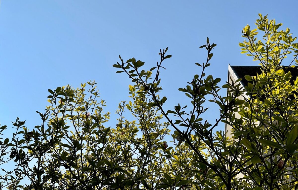  &copy; Alexane Alfaro