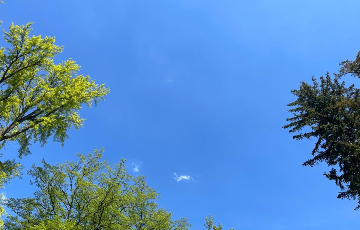  &copy; Alexane Alfaro