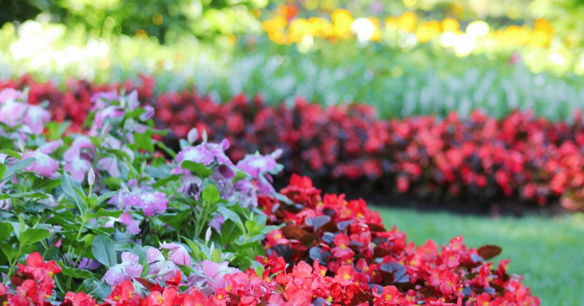 Fleurissement de Besançon : Alternatiba dénonce “une désespérante marche arrière” • macommune.info