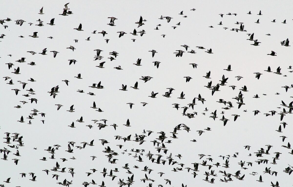  &copy; Kapa65/Pixabay