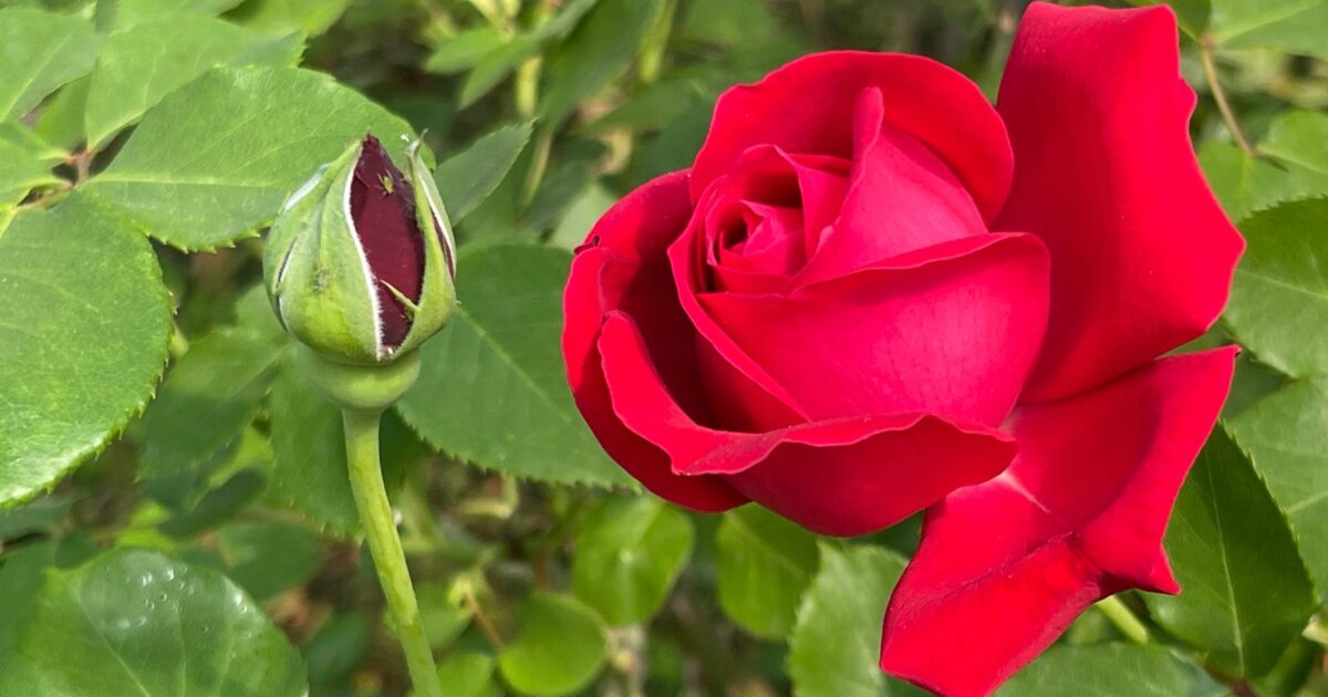 Belflorissimo se met à l’heure du cyclisme du 8 au 11 mai • macommune.info