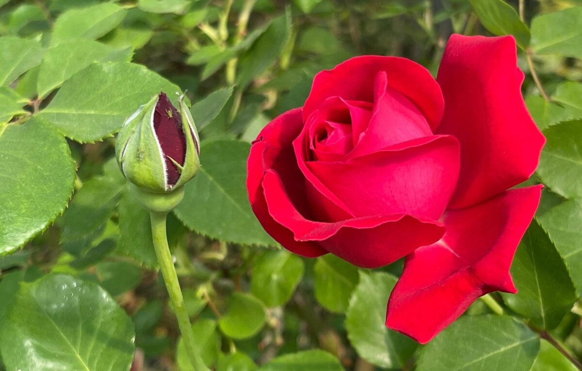  &copy; Alexane Alfaro