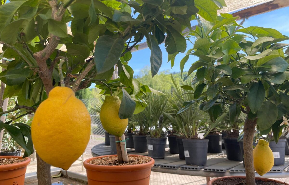  &copy; Alexane Alfaro