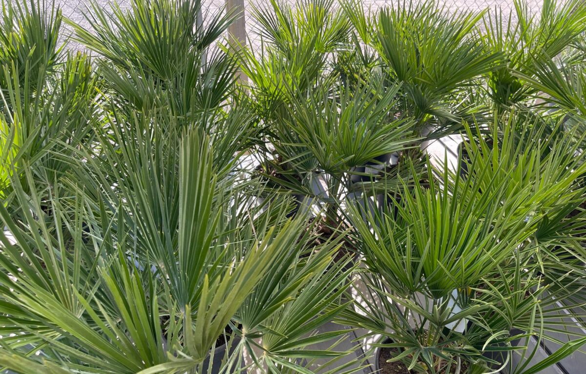  &copy; Alexane Alfaro