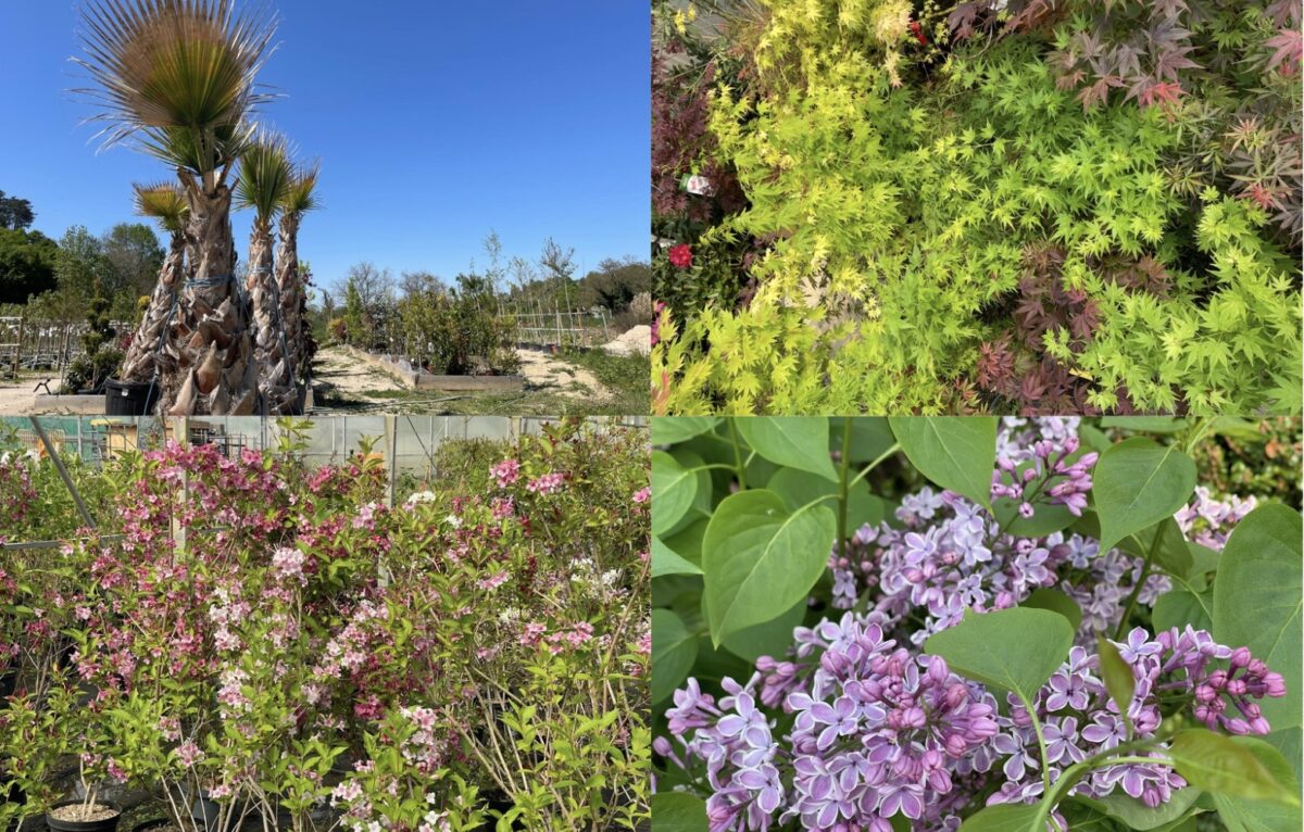  &copy; Alexane Alfaro