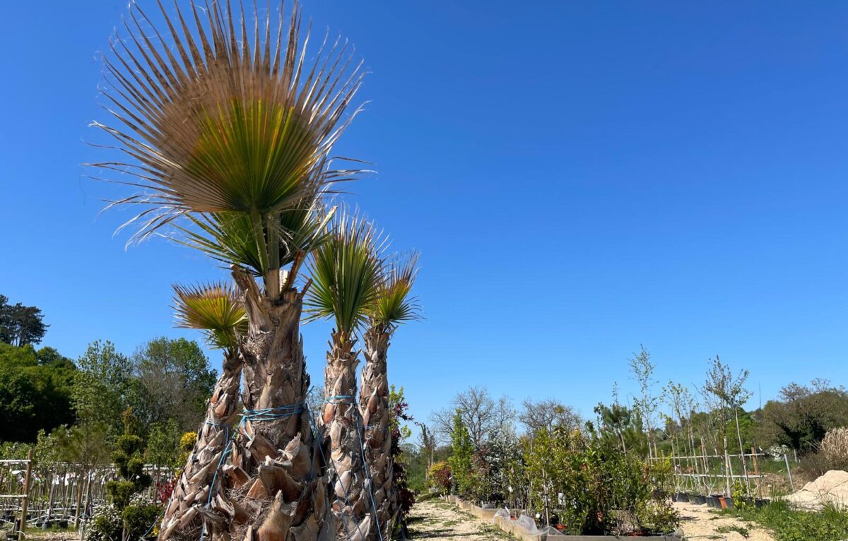  &copy; Alexane Alfaro