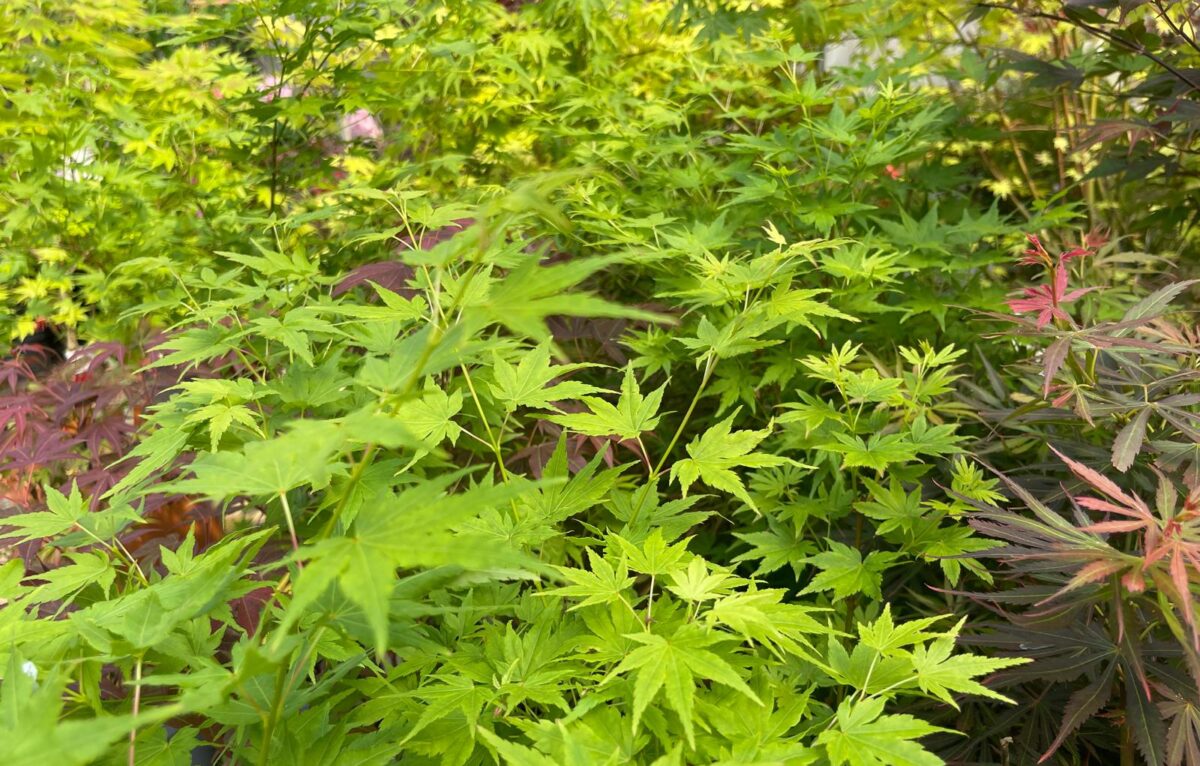  &copy; Alexane Alfaro