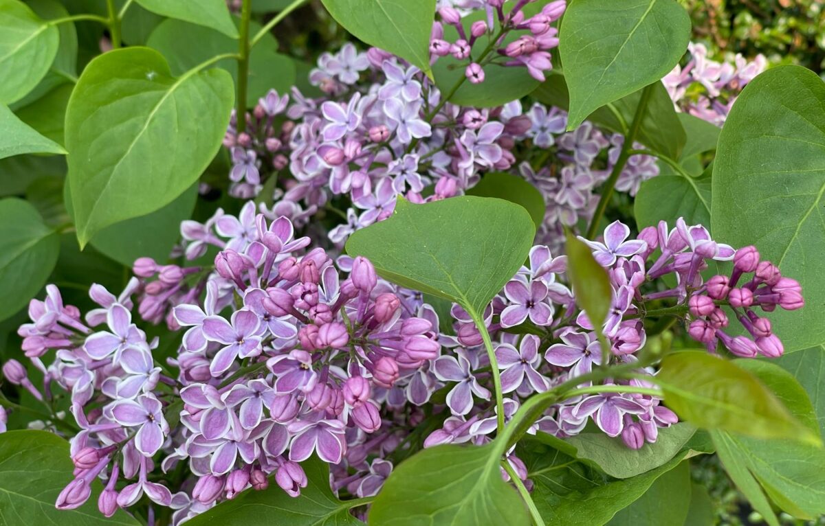  &copy; Alexane Alfaro