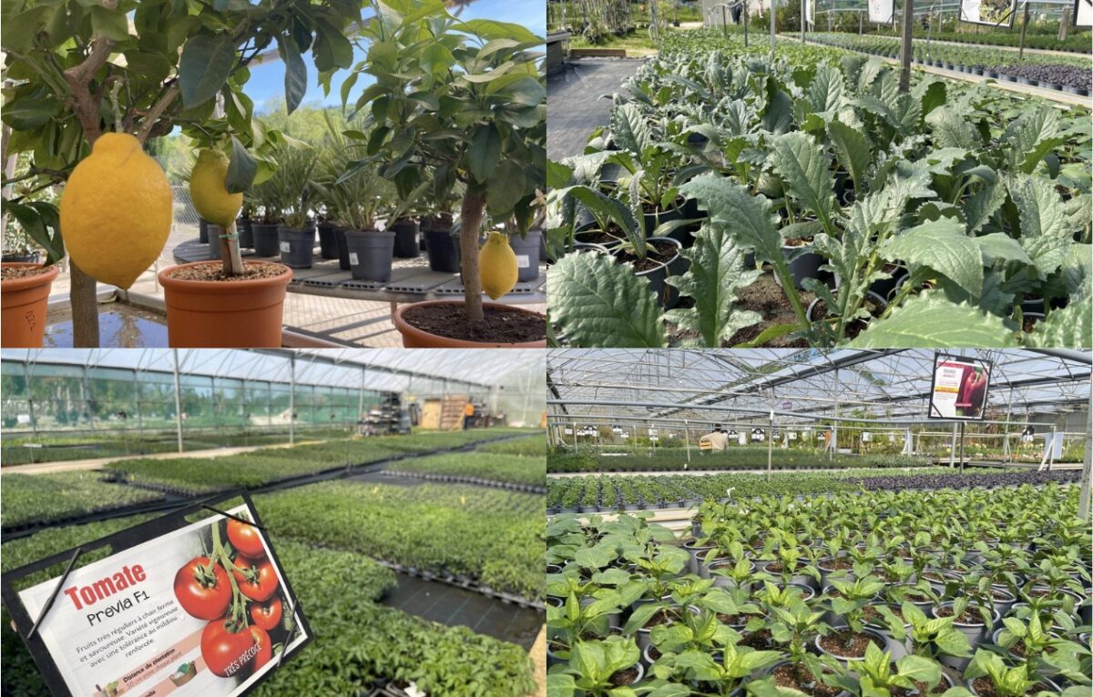  &copy; Alexane Alfaro