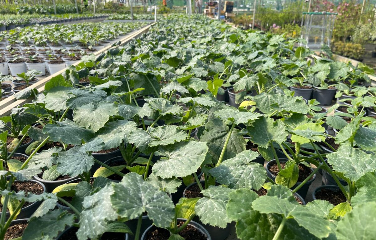  &copy; Alexane Alfaro