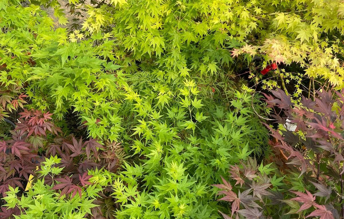  &copy; Alexane Alfaro