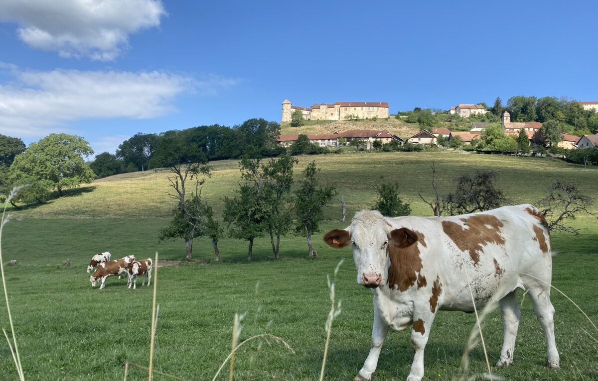 Vaches montbéliardes &copy; Charlotte Mange