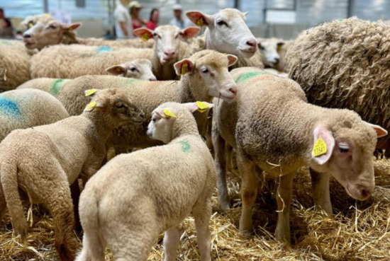  &copy; Foire comtoise 2026