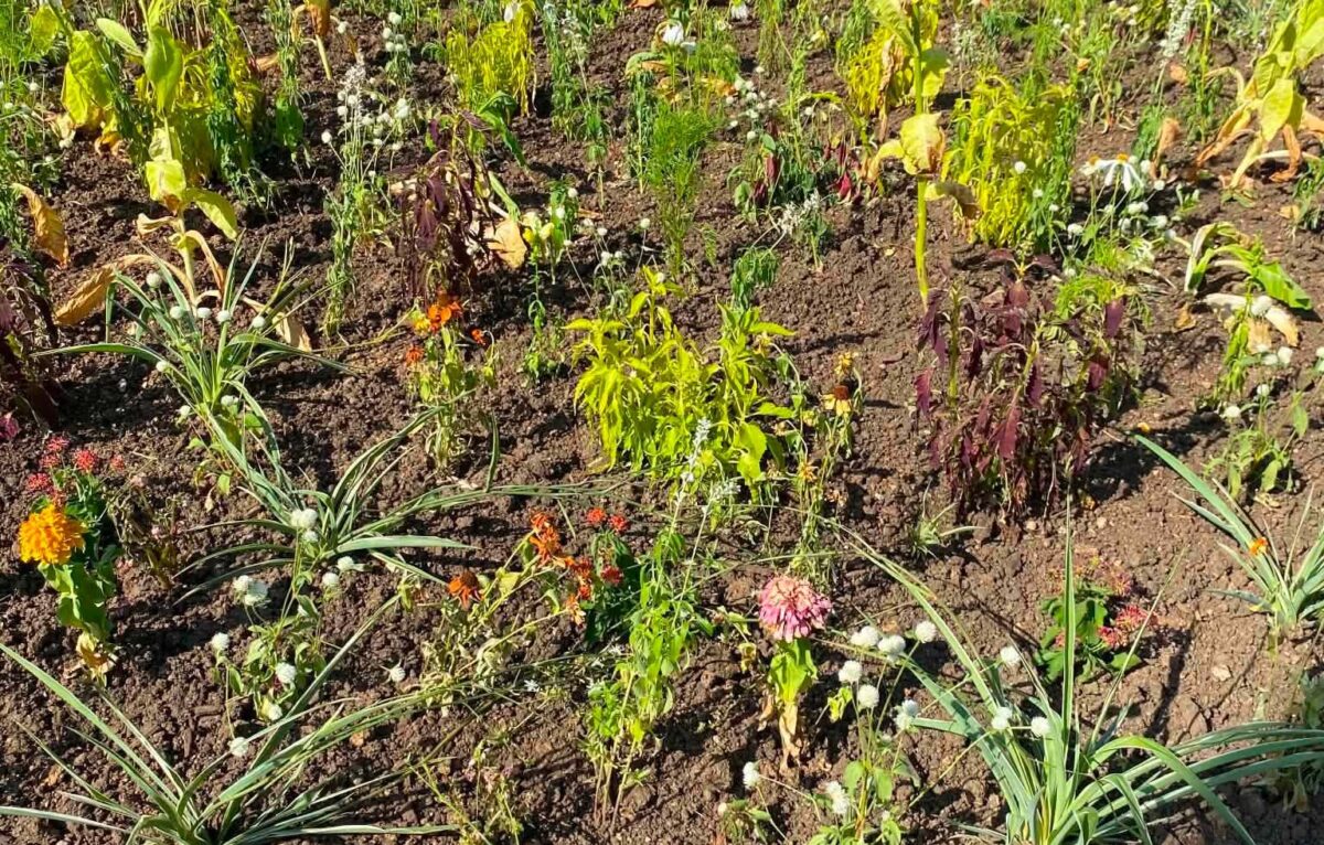Des fleurs qui ne résistent pas aux fortes chaleurs de ces derniers jours à Besançon. &copy; La France Insoumise