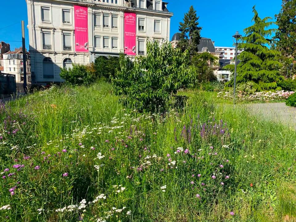 Végétation près de la station de tram Micaud avant le nouveau fleurissement. &copy; La France Insoumise