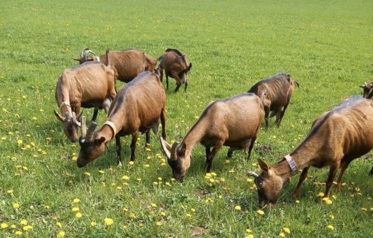  &copy; La Chèvrerie du Mont de Fuans