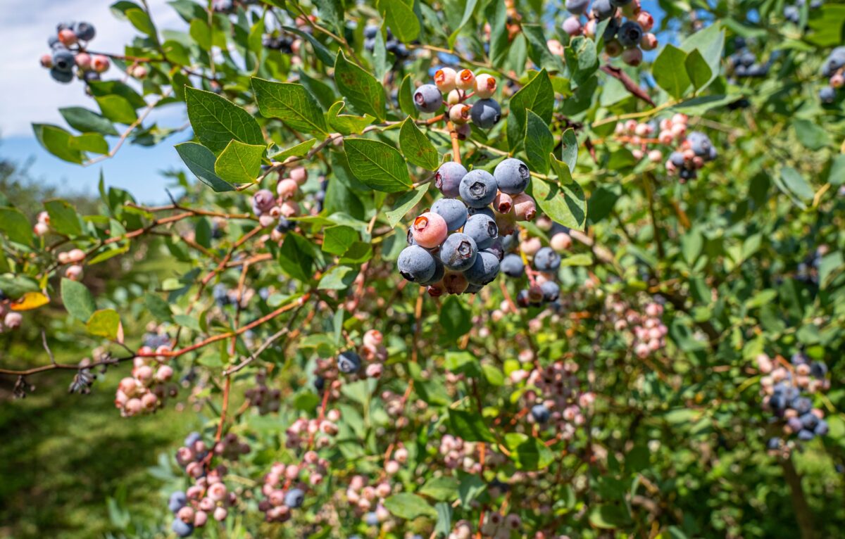 &copy; Pexels / Photo de Mark Stebnicki